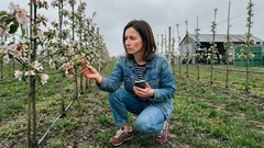 Pomoc po przymrozkach 2025: 25 tys. wniosków w ARiMR, gdzie było ich najwięcej i co może zmienić współczynnik